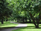 Tench Reserve