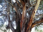 Nepean River Walk